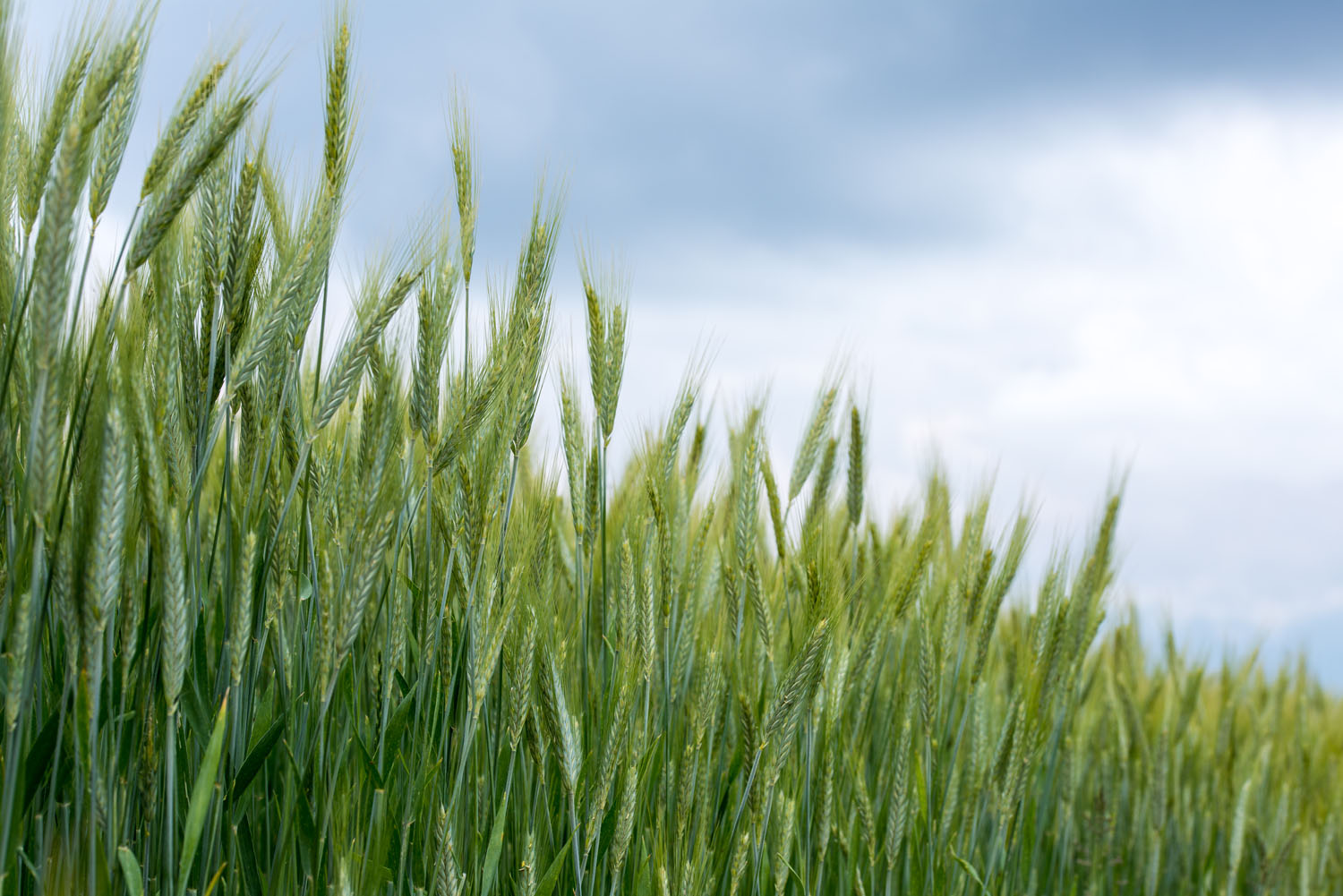 Engaging Food Policy Councils Across the Land - Roots of Change